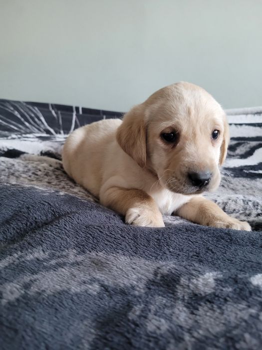 Piesek Labrador Retriever