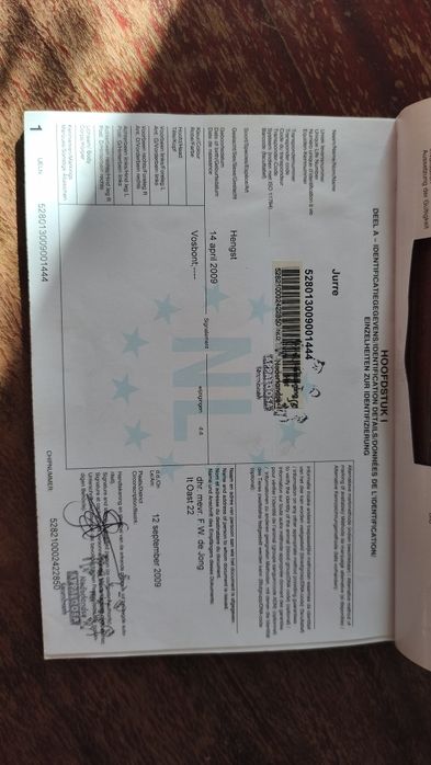 Klacz kasztanka i ogier srokaty