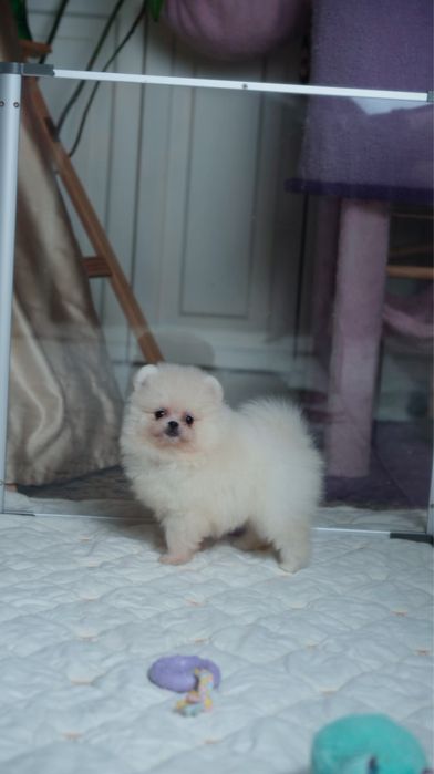 Urocza dziewczynka Pomeranian  – mała księżniczka