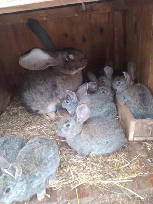 Фландры крольчата 8 штук за 1000 гр.