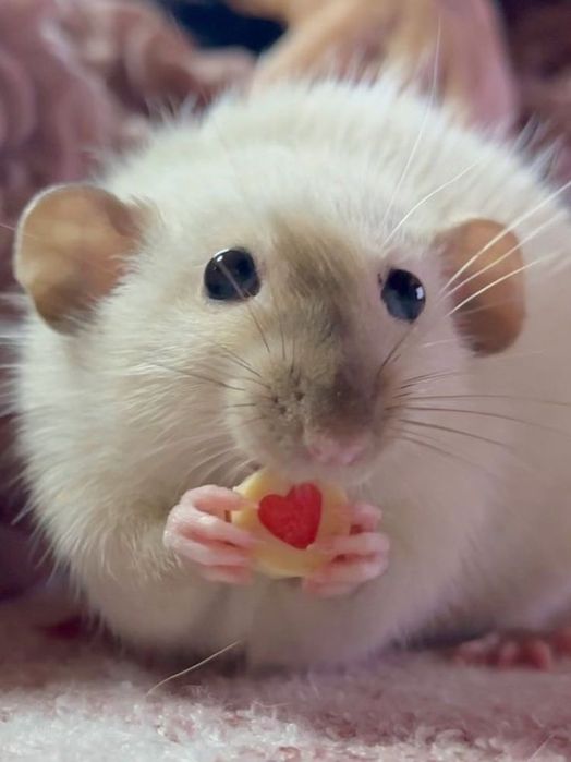 Криски дамбо,щурики,щурик дамбо,дамбо щурик