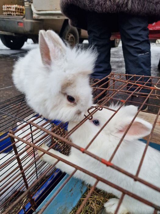 Кролик декоративний