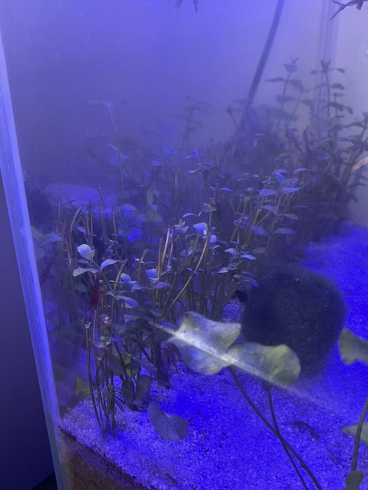 Sprzedam całe akwarium