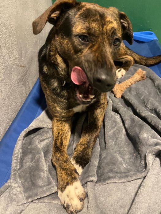 BROWNIE - cachorro para adoção responsável