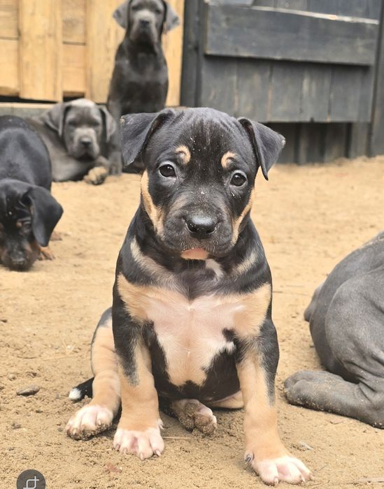 American bully XL sunia