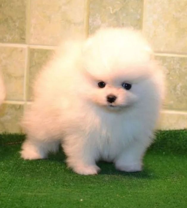 Супер супер мини мишки