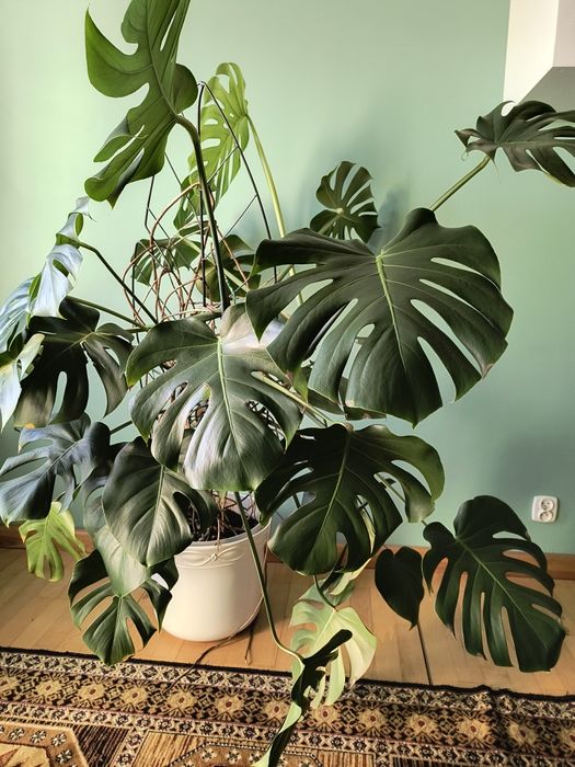 Kwiat Monstera wysoka 150cm