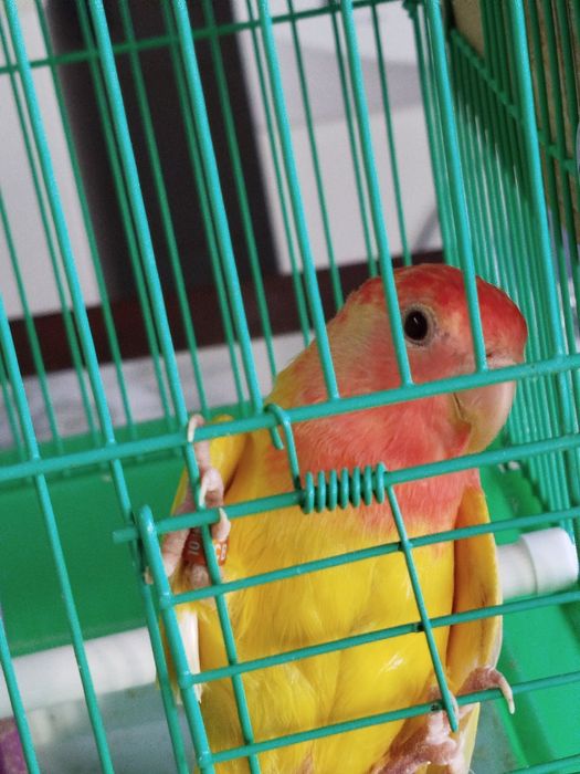 Rosicol macho ainda novo