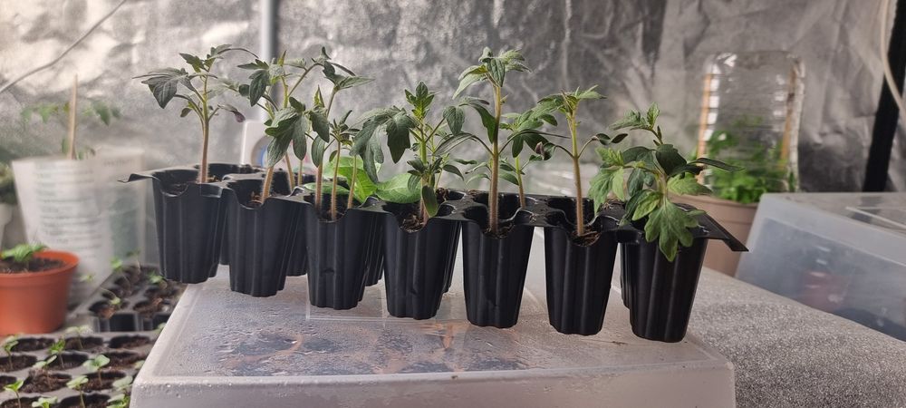 Tomate Giant Pink ( 12 uni.)