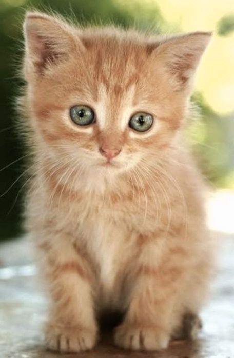 Котики и кошечки на выбор.