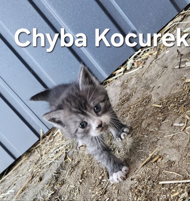 REZERWACJA Kontakt Olx. Oddam koty.