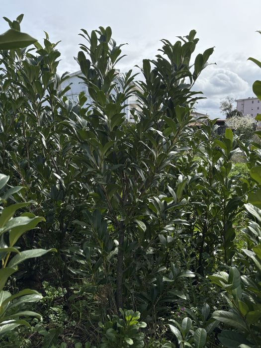 Lauros e Fontinias