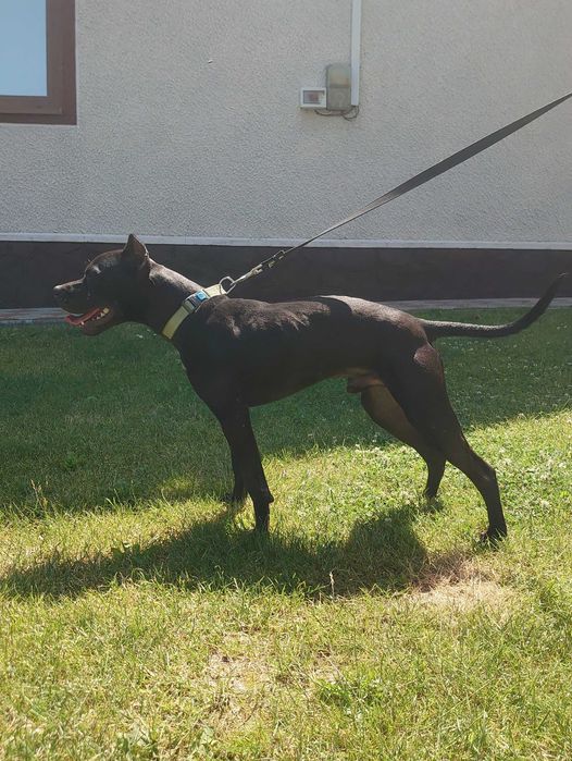 американський пітбуль. Доставка. Pitbull. АПБТ. Суми