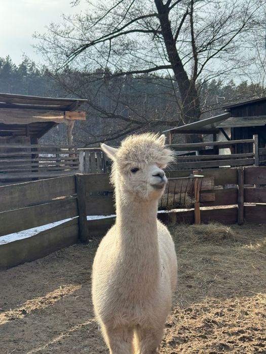 Alpaka - młoda samica