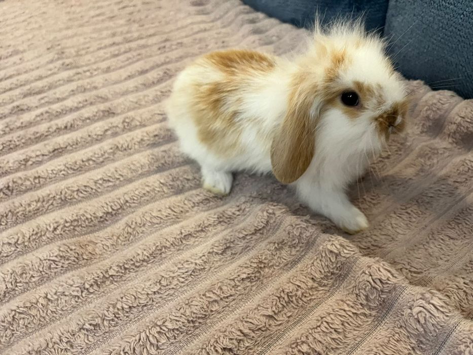 Króliki miniaturki mini lop (Baranek)
