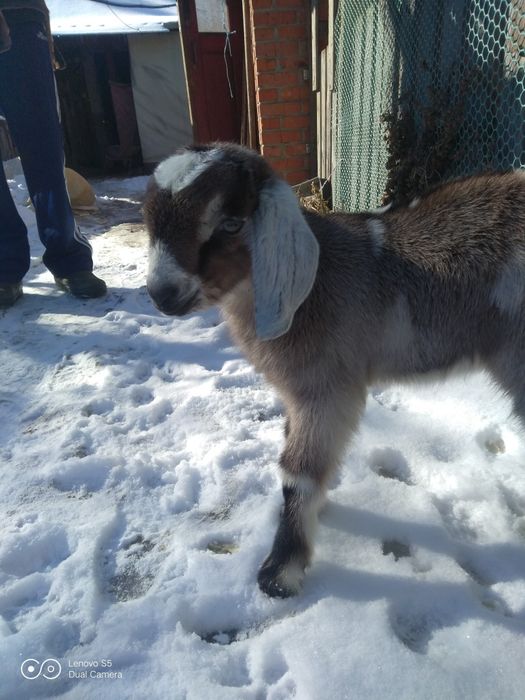 Продам нубийских козлят.