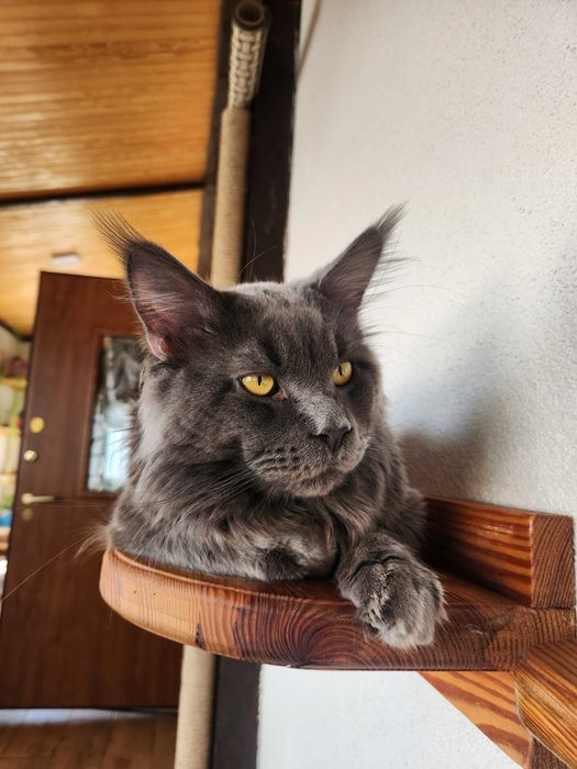 Мейн-кун шукає наречену.