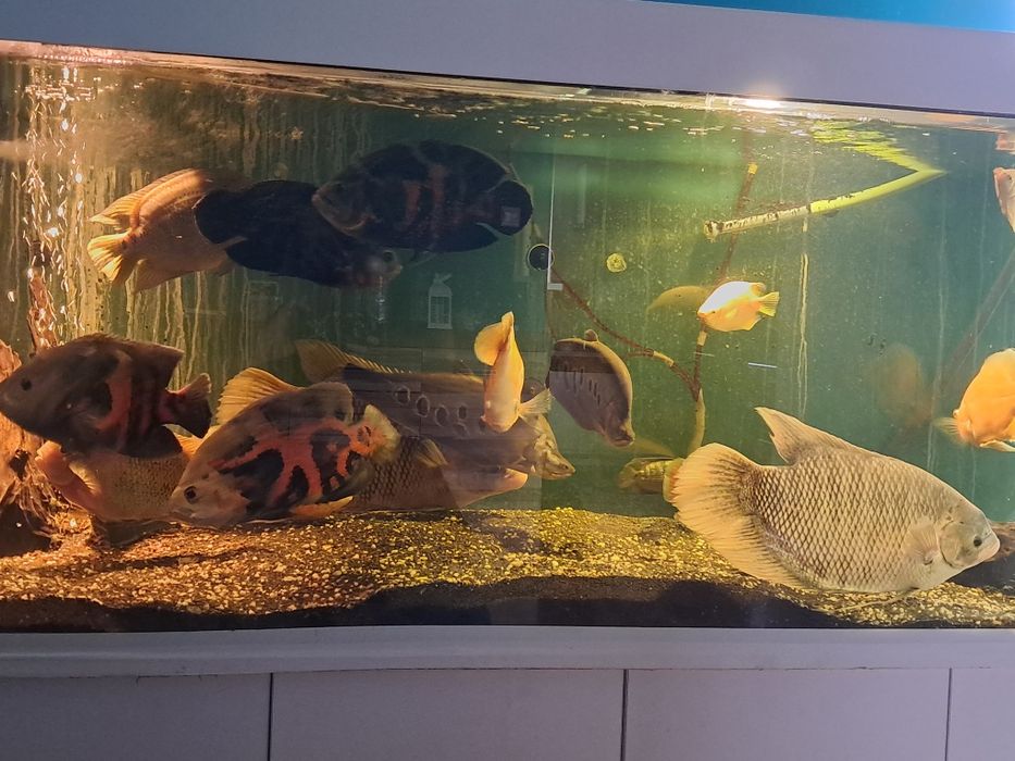 Pielęgnice pawiookie 7szt,  30cm