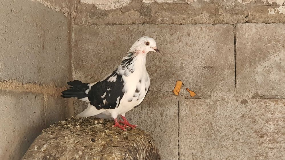 Pombas de varias cores