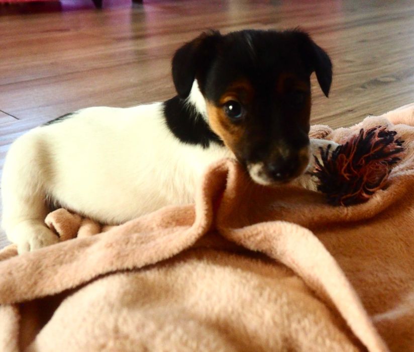Jack Russell Terrier piesek krótkowłosy Tricolor DANTE hodowla KAMA