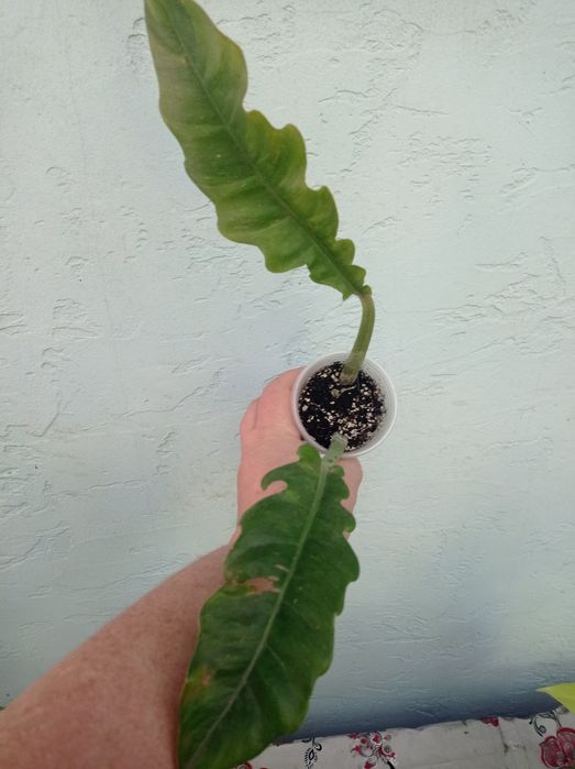 Филодендрон Бурле макс Ринг оф файер Замиокулькас Хавортиопсис  Руэлия