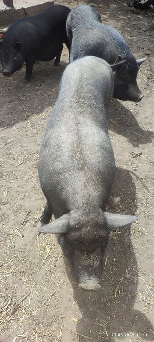 Продаються свиноматки.