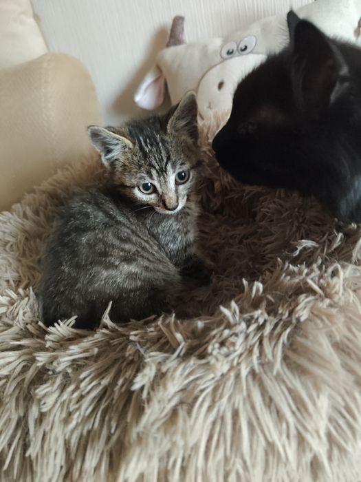 Маленькі кошенята шукають найкращі родини.
