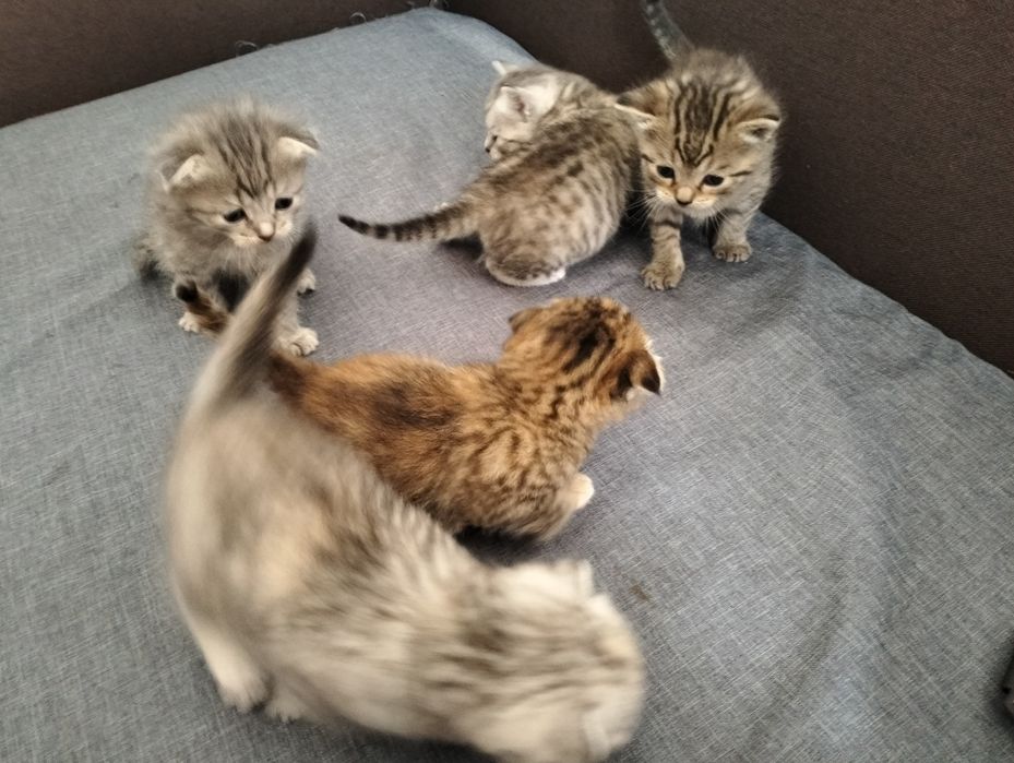 Шотландські висловухі кошенята