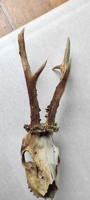 Ріжки козлика дикокого