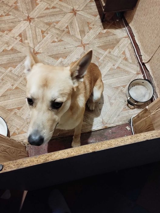 Отдам в хорошие руки