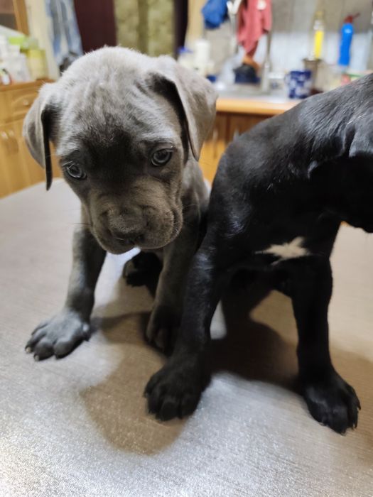 Продам щенков кане-корсо