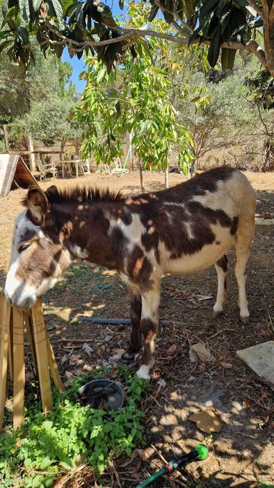 Burro manso 1 ano