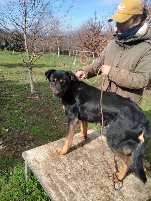 O grande e bonito MAX está para adoção;
