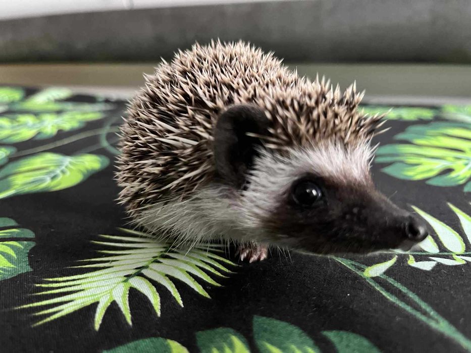 Jeż pigmejski Samczyk - słodki, ciekawski
