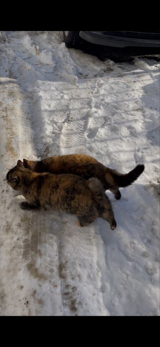 Кішка кіця черепашкова