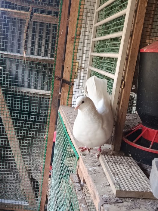 Sprzedam Gołębie Kingi