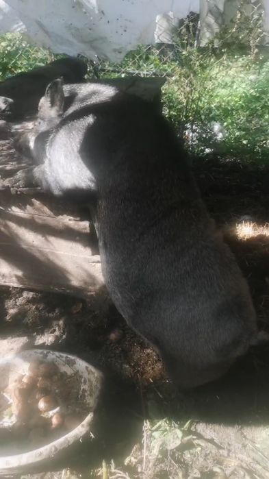 Продаєм Свиню Кабан