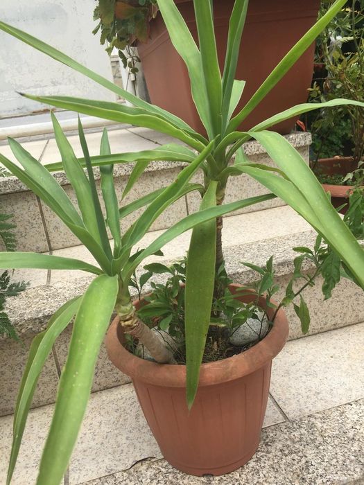 Yuca  em vaso de plástico