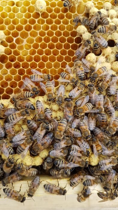 Miód pszczeli z własnej pasieki