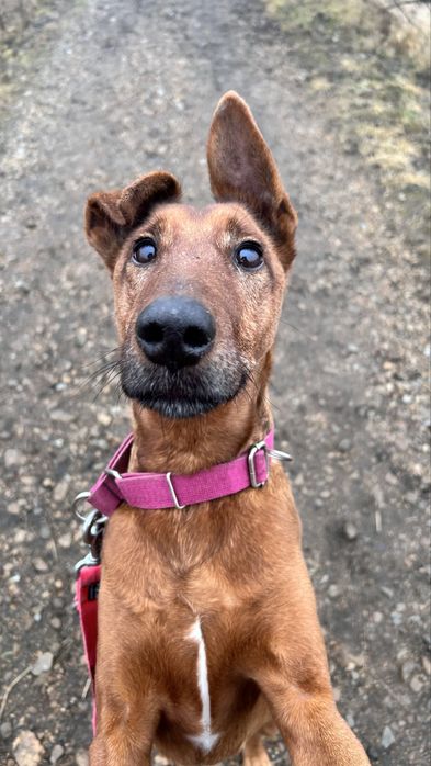 Piękny pies do adopcji