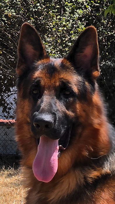 Pastor Alemão  muita qualidade