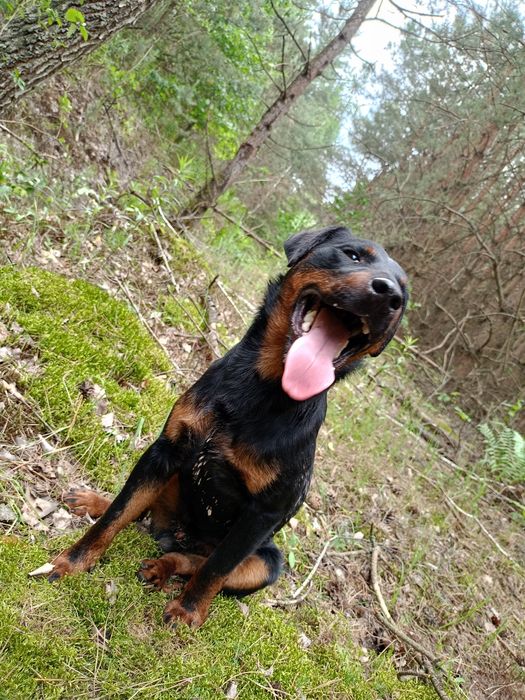 Ягдтерєр для вязки