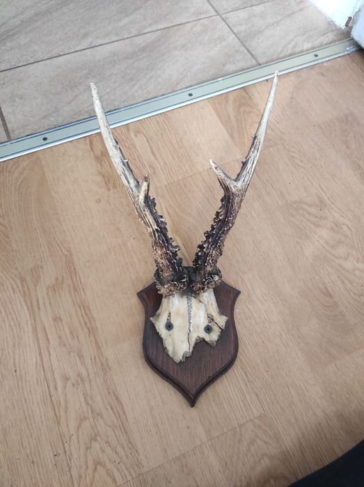 Poroże jelonka małe 1932r.