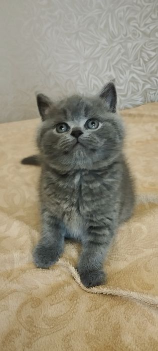Шотландський  скоттиш страйт хлопчик