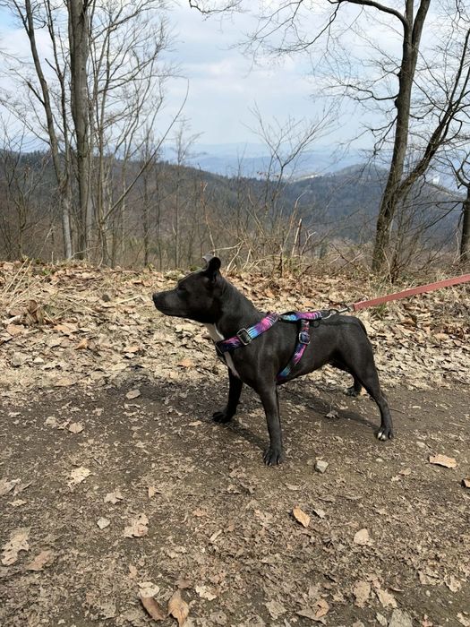 Staffik suczka 10 miesięczna