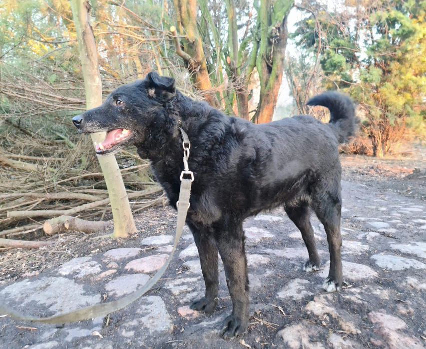 Spokojny Robin do adopcji!!! Pieski dowozimy!!!