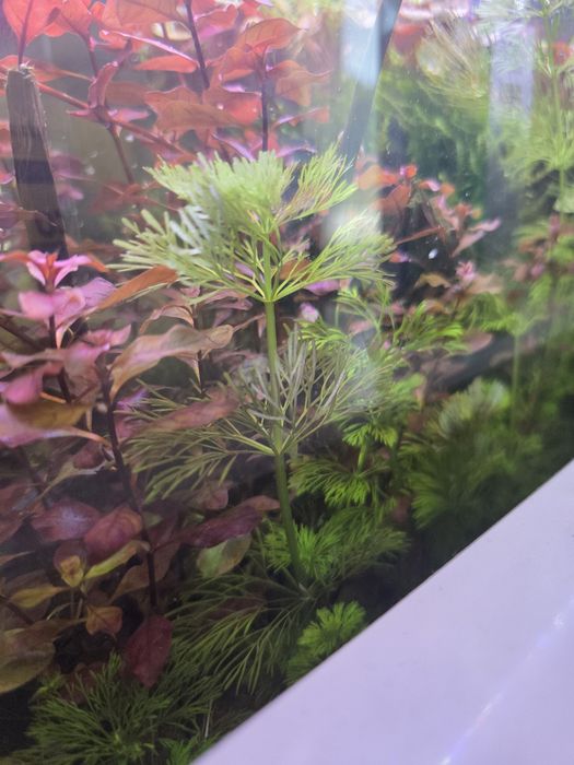 Plantas de aquário