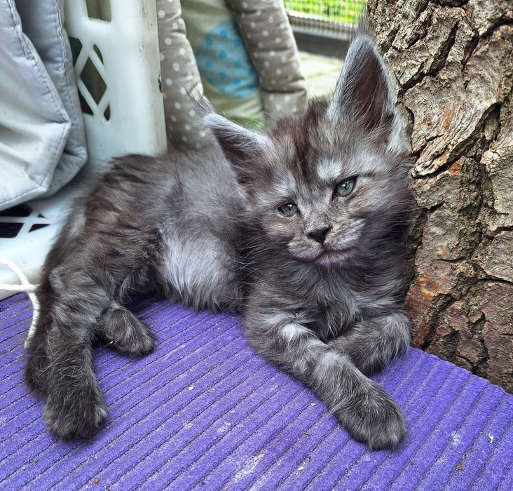 Mainecoon czarna dymna koteczka