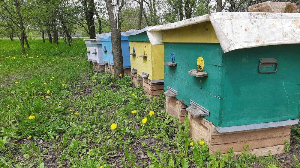 Натуральный яблочный домашний  уксус  Яблуневий оцет не фильтрованный