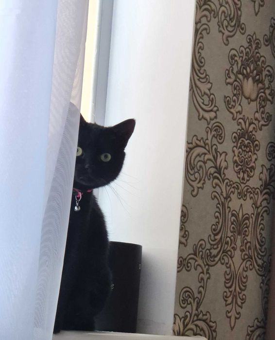 Пропала чёрная Кошка